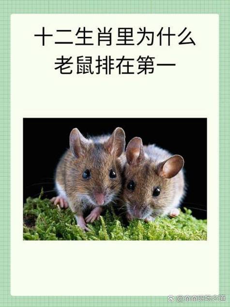 虛席以待打一生肖?、虛席以待打一生肖動物