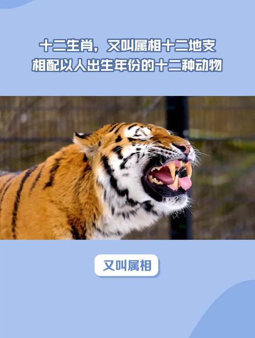 關于“驪龍頜下取明珠”打一動物生肖的信息