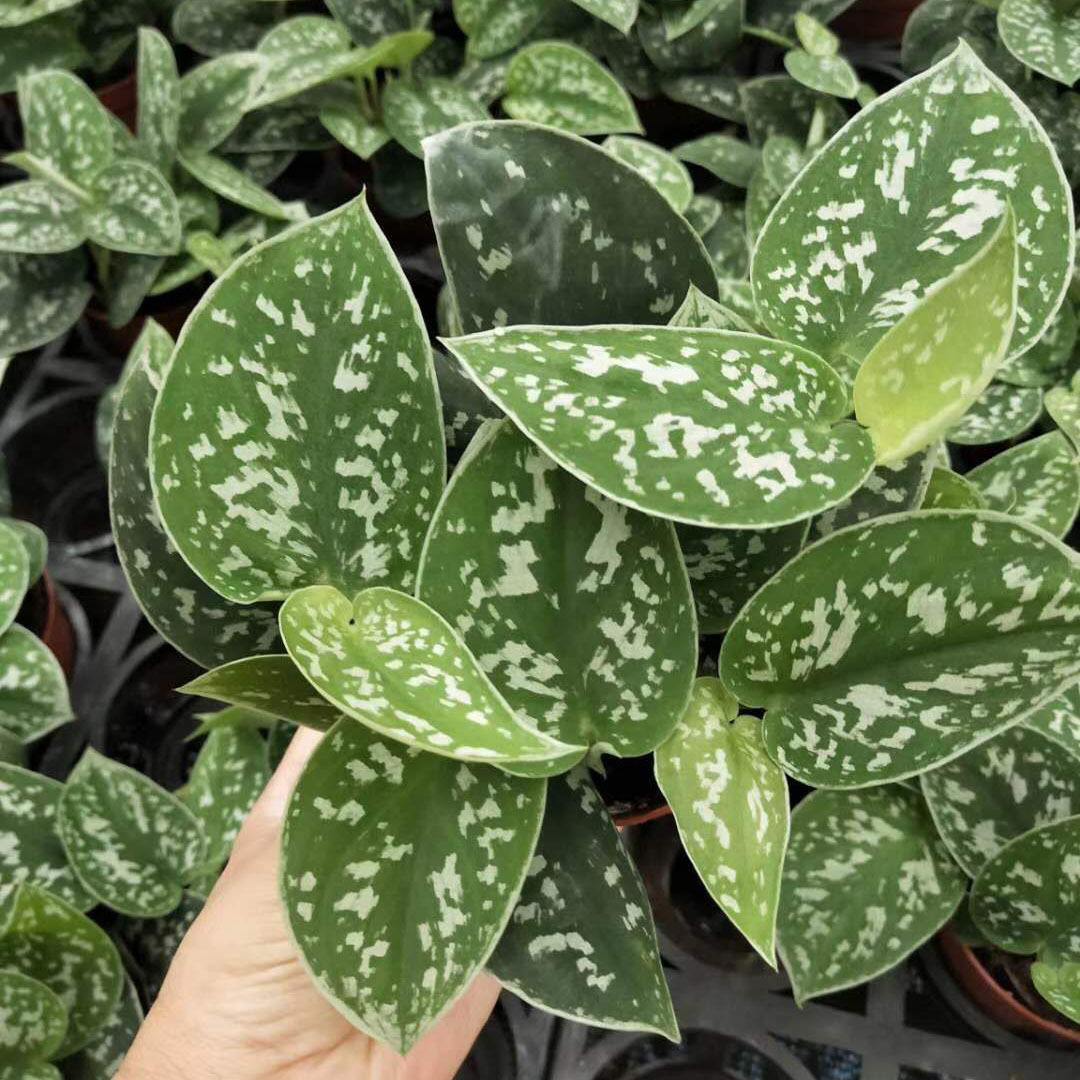 家里養的小葉子植物品種、家里養的小葉子植物品種圖片