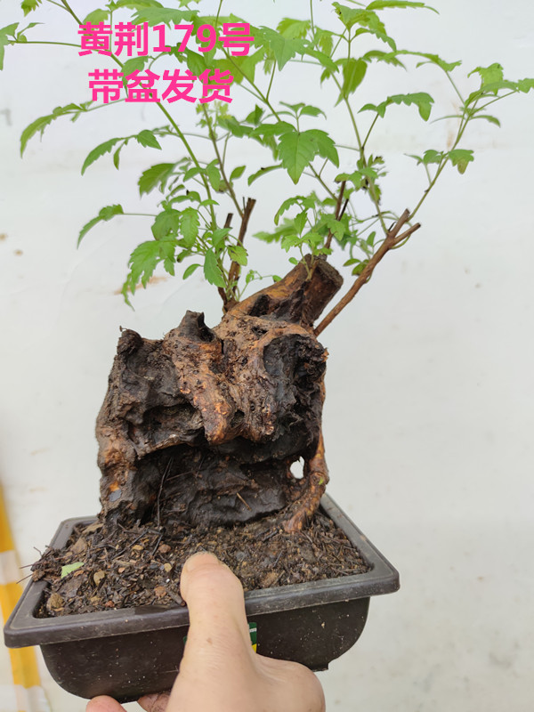 黃荊樁頭怎樣種植、黃荊樁頭怎樣種植視頻