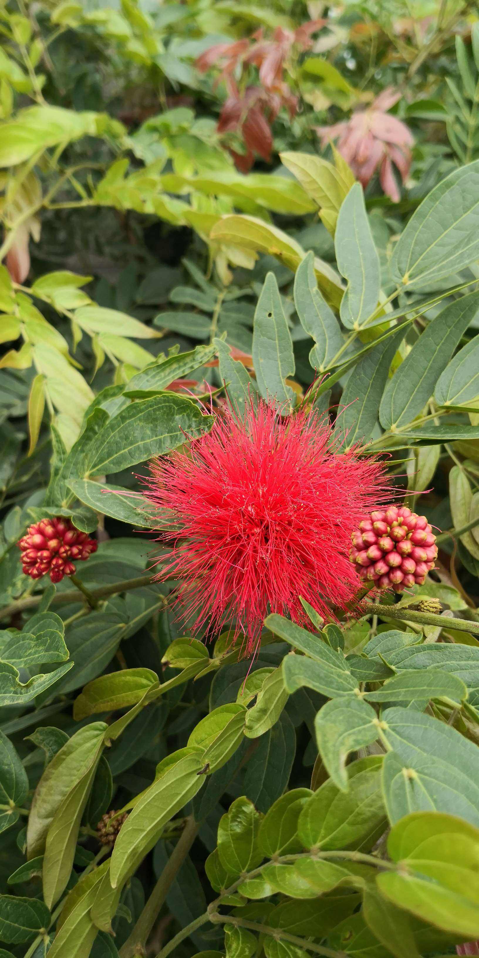 百花圖片大全大圖、百花圖片大全大圖 工筆畫 手繪