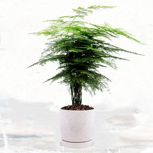 100種盆景植物大全、100種盆景植物大全圖片