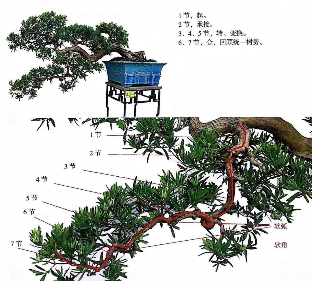 新編盆景造型技藝圖解、制作盆景15種入門圖解