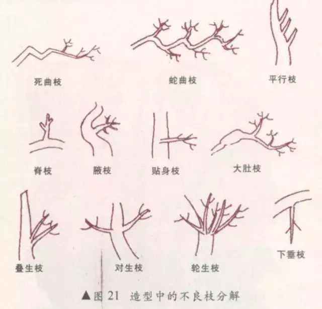 盆景植物造型制作方法、盆景植物造型制作方法圖片