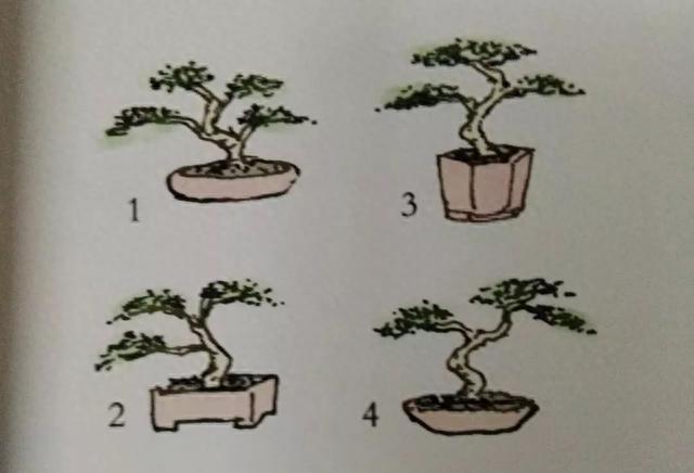 盆景制作入門圖解、盆景制作入門圖解教程