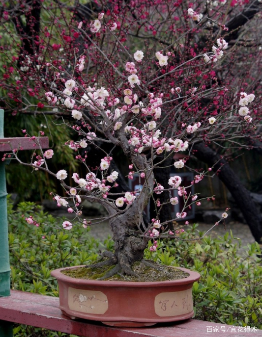 梅花盆景圖片大全欣賞、梅花盆景圖片大全欣賞圖