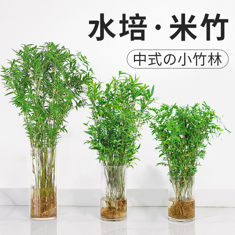 魚缸盆景植物、魚缸盆景植物怎么養(yǎng)