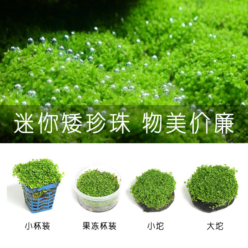 魚缸盆景植物、魚缸盆景植物怎么養(yǎng)