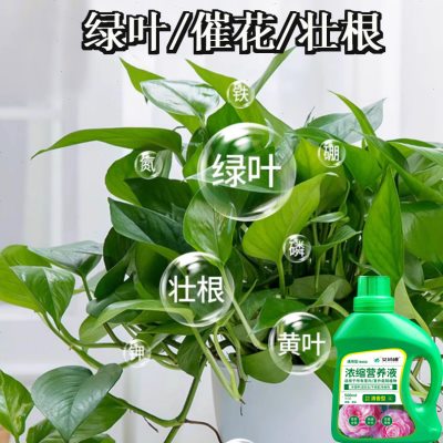 盆栽植物葉子發(fā)黃怎么回事、盆栽植物葉子發(fā)黃怎么回事視頻