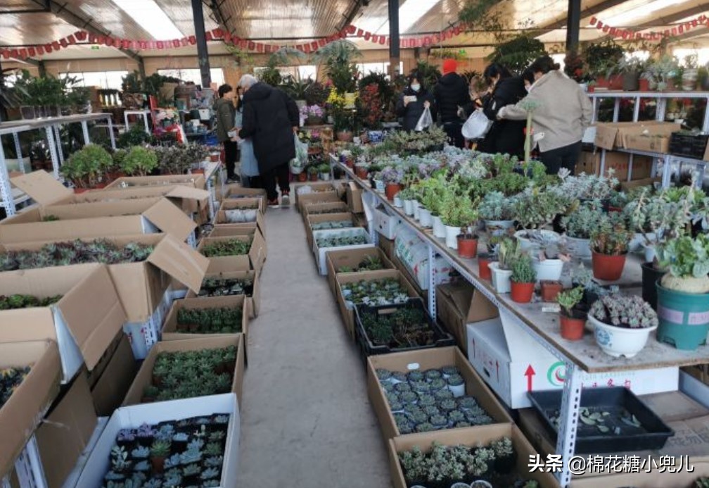 盆景花卉批發市場附近、盆景花卉批發市場附近有沒有