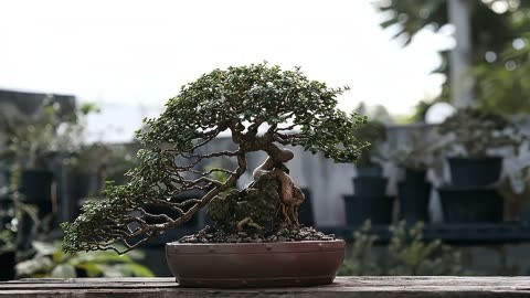 高檔盆景植物有哪些、高檔盆景植物有哪些品種