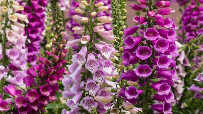 耐陰花卉一覽表、耐陰花卉植物大全