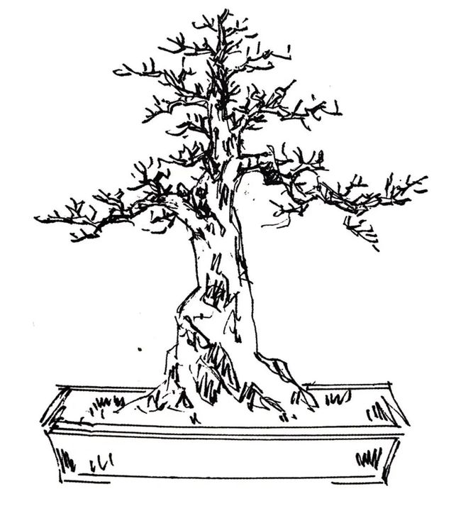 盆景造型設計草圖、盆景造型設計草圖要有擺件圖