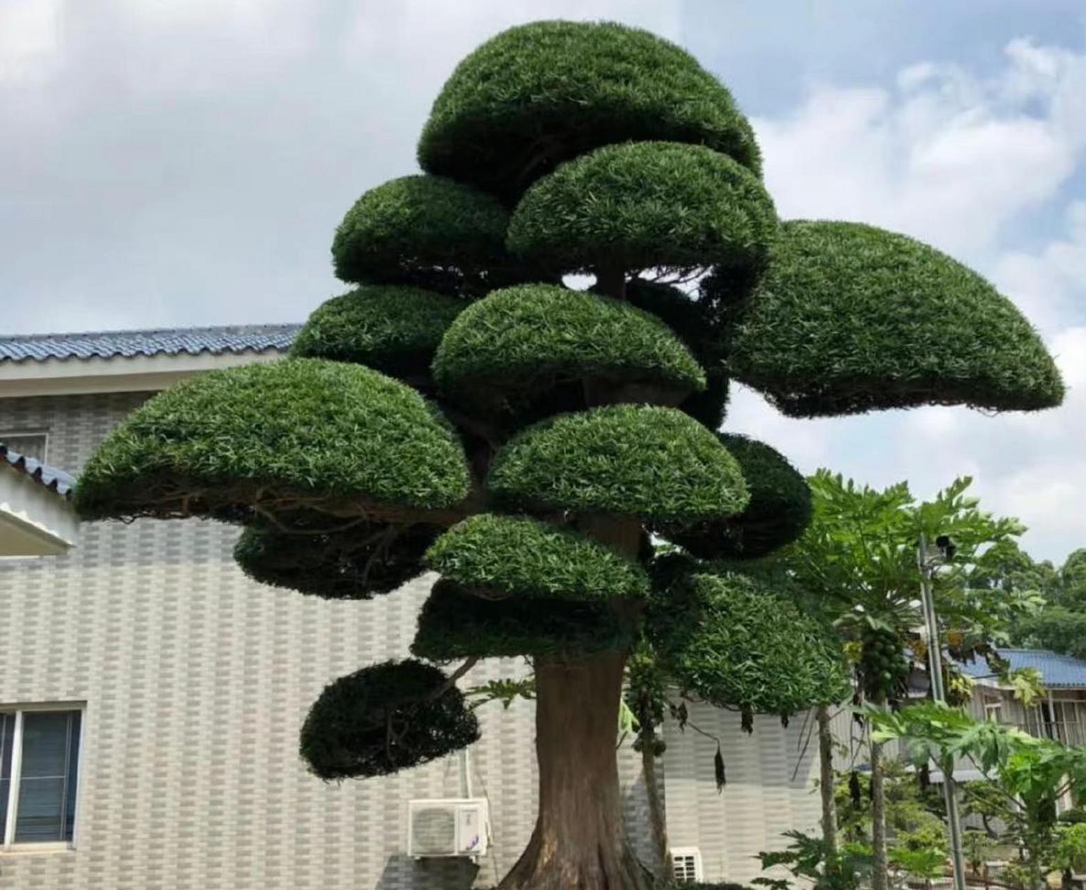 小型羅漢松造型圖片大全、小型羅漢松造型圖片大全集