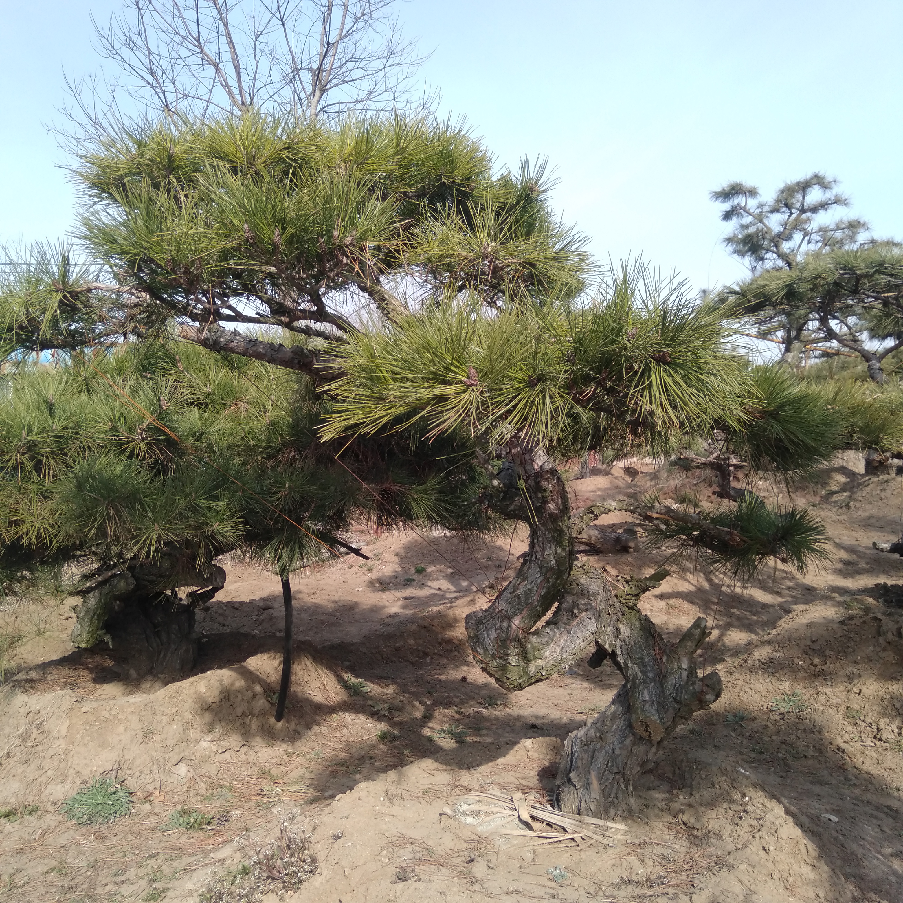 農(nóng)村山上適合做盆景的樹、山上適合做盆景的灌木有哪些