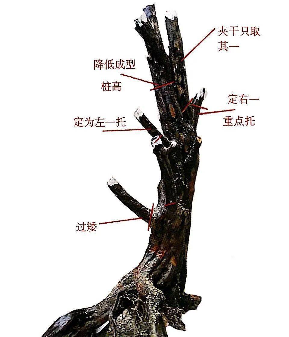 盆景制作入門圖解教程視頻、盆景制作入門圖解教程視頻大全