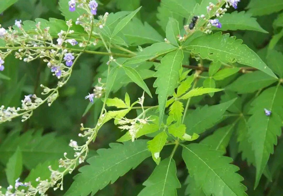 黃荊樹生樁怎么種、黃荊樹樁的栽培技術(shù)