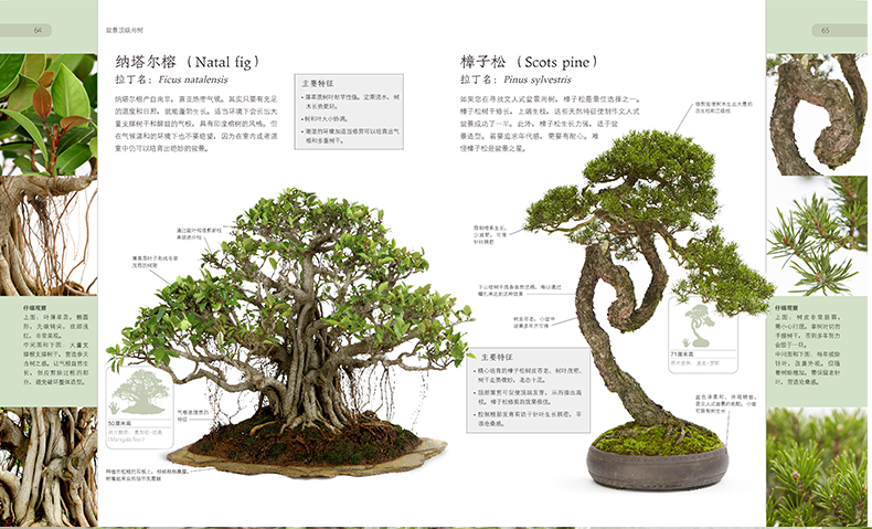 盆景制作教學入門教程、盆景制作教學入門教程圖片