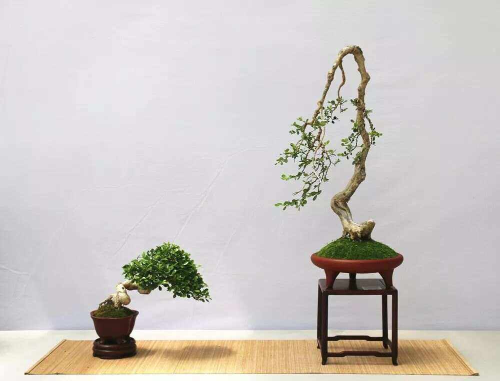 精品小盆景、小盆景植物種類大全