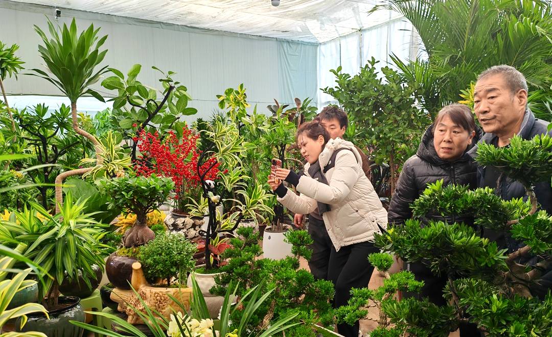 盆花批發基地從哪拿貨、綠植批發商該去哪里進貨