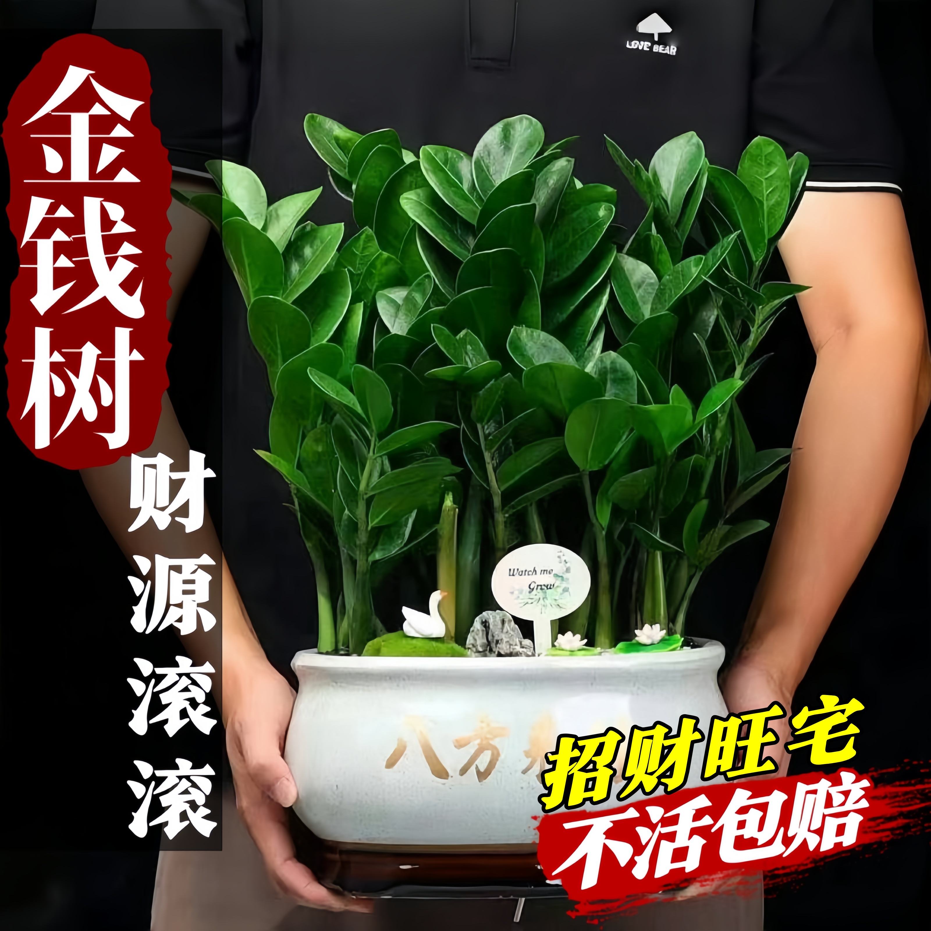 盆景植物價格多少、盆景植物價格多少錢一棵